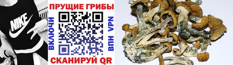 Галлюциногенные грибы Cubensis  где купить наркотик  Нижняя Тура 